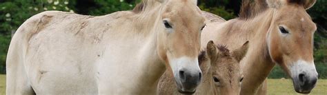 Horse (Przewalski's) - Overview | Young People's Trust For the Environment