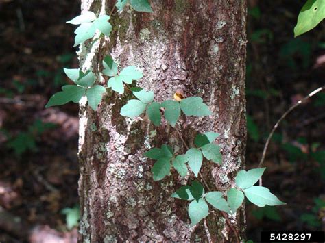 Eastern Poison Ivy Toxicodendron Radicans