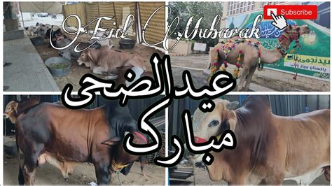 Eid Mubarak Eid Ul Azha Vlogs With Ksg عید الضحی مبارک Youtube