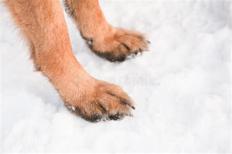 Dog feet stock image. Image of brown, breed, horizontal - 28660409