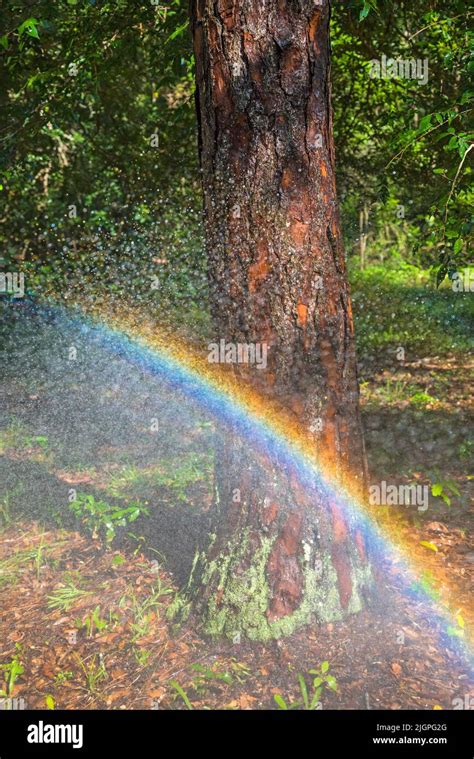 Rainbow Formed From Spraying With A Garden Hose Stock Photo Alamy