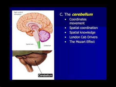 Neuroscience: Subcortical Structures - YouTube