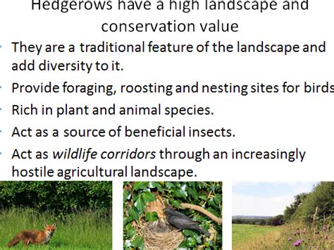 Species diversity , farming methods, hedgerows | Teaching Resources