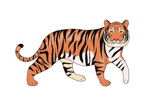 wild tiger animal 4622521 Vector Art at Vecteezy