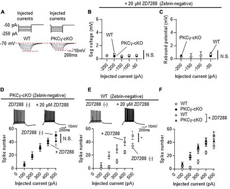 Frontiers Protein kinase Cγ negatively regulates the intrinsic