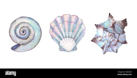 Seashell Set Watercolor Illustration Watercolour Hand Drawn Sea Shells