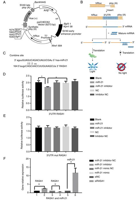 Microrna Regulates The Biological Behavior Of Esophageal Squamous