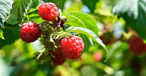 raspberry plant varieties    grow