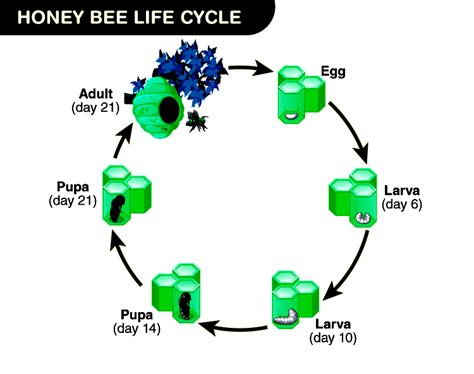 Honey Bee Life Cycle - Understanding the Stages & Importance