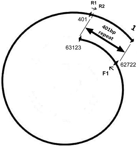 Schematic map of 401 bp direct terminal repeats in the N4-Like phage ...