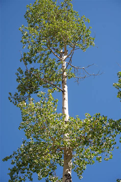 Populus Tremuloides Quaking Aspen