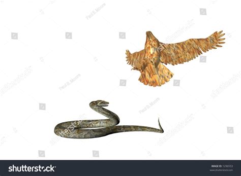 Illustrated Eagle Attacking A Snake Stock Photo 1296553 : Shutterstock