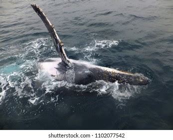 Eye Humpback Whale Stock Photo 1102077542 | Shutterstock