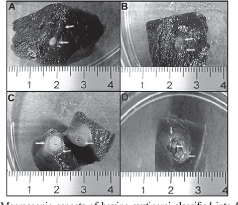 Figure 1 From Molecular Identification Of Cysticercus Bovis At