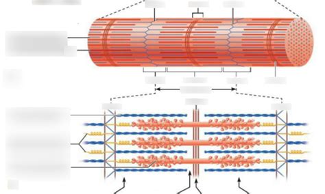 Microscopic Muscle Anatomy Diagram Quizlet