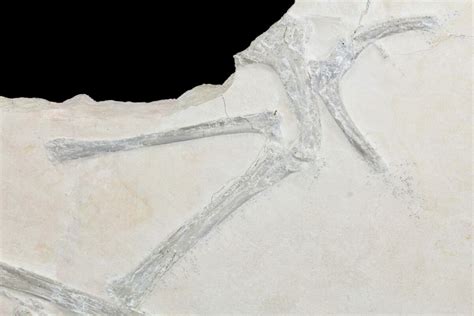 Rare, Partial Fossil Pterosaur Wing - Solnhofen Limestone (#89501) For ...