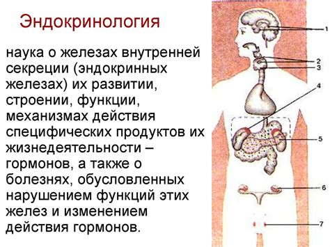 Функциональная анатомия эндокринных желез - online presentation