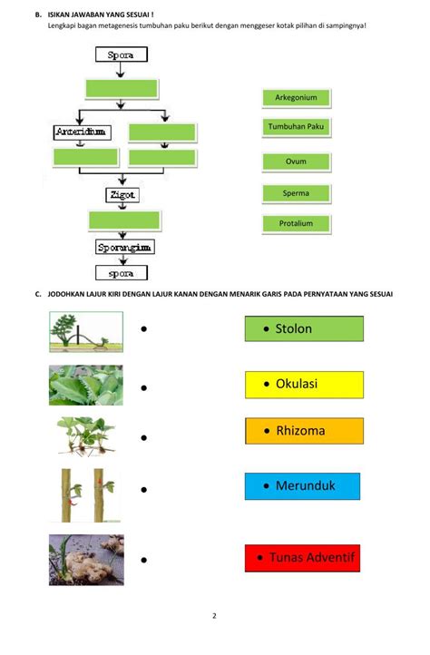 Lkpd Perkembangbiakan Vegetatif Tumbuhan Worksheet Live Worksheets