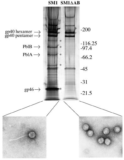 Pro Fi Le Of The SM1 Structural Proteins And Electron Micro Graphs Of