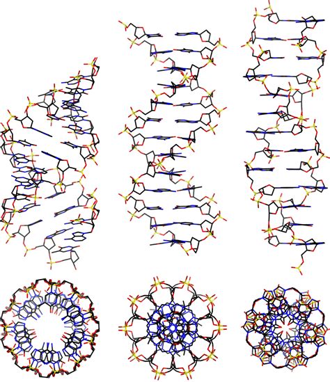 DNA の構造 二重らせんA B Z フォームなど