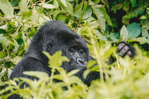 8 Day Classic Uganda Primates Wildlife Safari