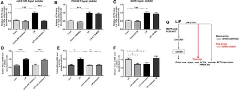 Frontiers Leukemia Inhibitory Factor Induces Proopiomelanocortin Via