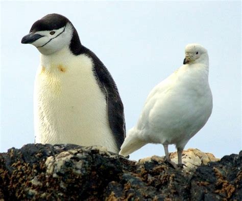 Snowy Sheathbill – "OCEAN TREASURES" Memorial Library