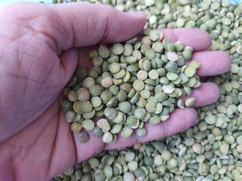 Green Peas In Female Hand Isolated Pisum Sativum Stock Image