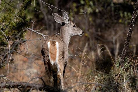 Coues Deer Pictures - AZ Animals