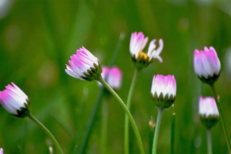 Kostenlose foto Natur Gras blühen Feld Fotografie Wiese Blume