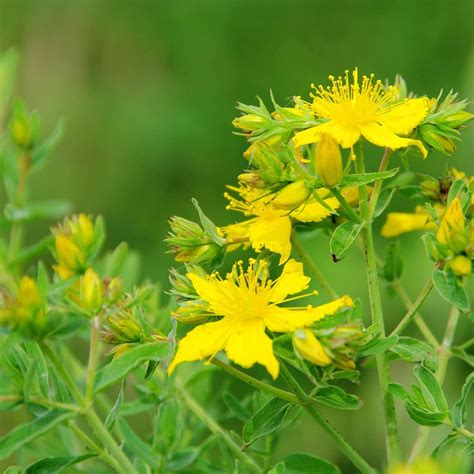 Outsidepride Perennial Hypericum Perforatum St John S Wort Yellow