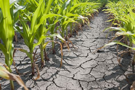 Drought In Agriculture & Why Precision Matters | ProTrakker