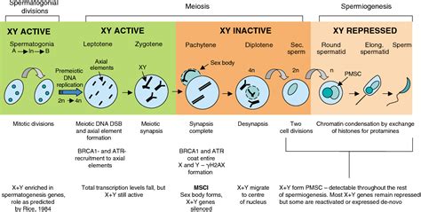 Figure 1 From Meiotic Sex Chromosome Inactivation Semantic Scholar