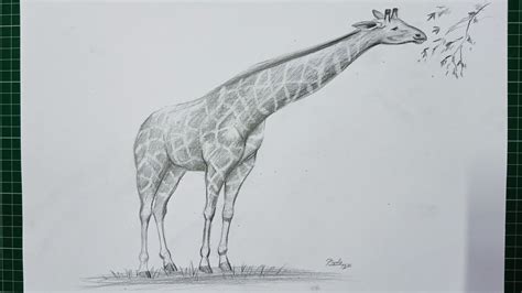 Easy Giraffe Pencil Drawing