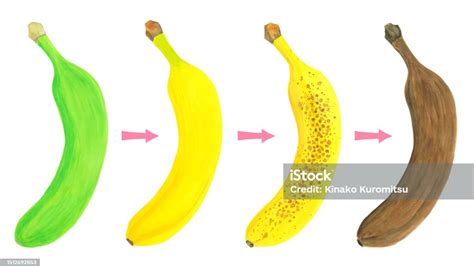 Banana Ripeness And Color Change Illustration Material Stock ...