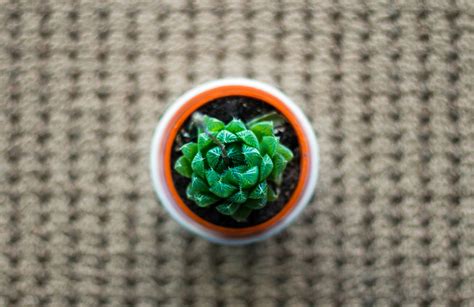 Безплатна снимка : цвете, чиния, храна, продукция, зеленчук, кухня ...