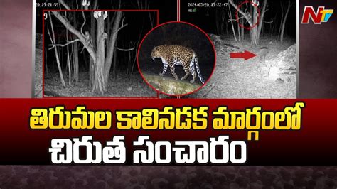 తిరుమల కొండపై చిరుతభక్తులను అలర్ట్ చేసిన టీటీడీ L Ntv Youtube