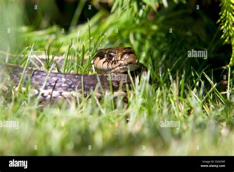 Common Garter Snake Thamnophis Sirtalis Close Up In Grass In Garden