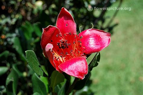 Silk cotton tree flower