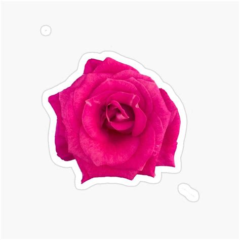 Hot Pink Rose Sticker For Sale By Ryederosa Hot Pink Roses Pink