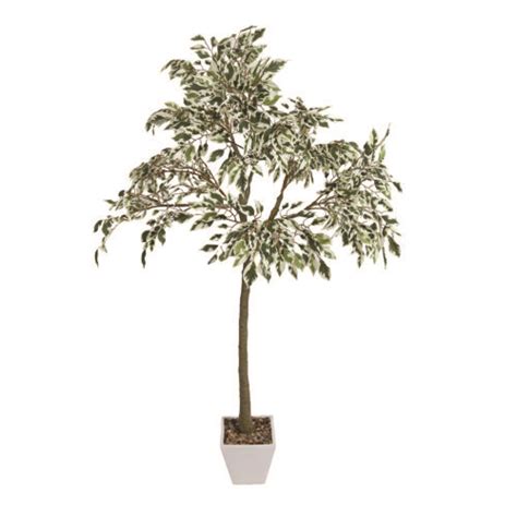 Ficus Tree In Pot 130cm Hollygrove