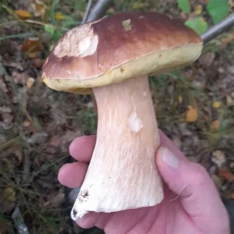 Arsch Zu Mund Der Erste Analfick Eines J Hrigen Teenagers Extremer Hardcore Xhamster