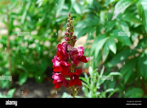 Snapdragon Flower Hi Res Stock Photography And Images Alamy