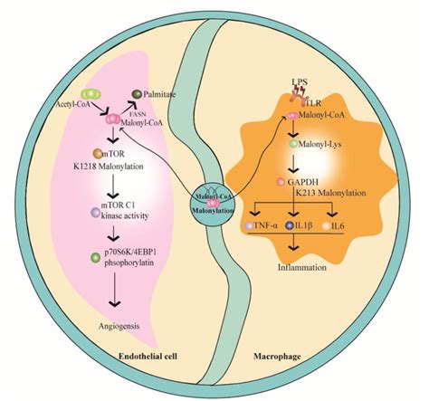 Production Of Malonyl Coa And Its Regulation In Malonylation Glucose