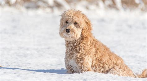 Goldendoodle Origini Prezzo Caratteristiche E Allevamenti Il Mio