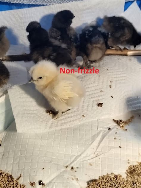 White silkie chick appears to be frizzle? : r/BackYardChickens