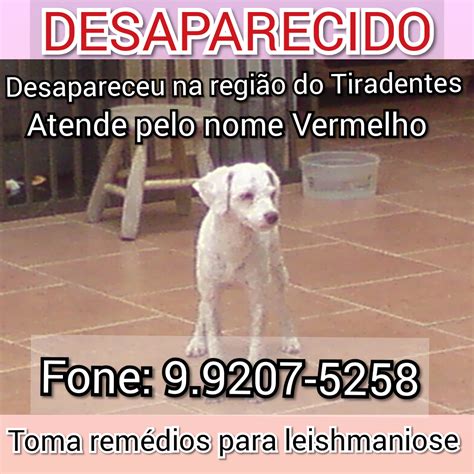 Família pede ajuda para encontrar cachorro que está desaparecido