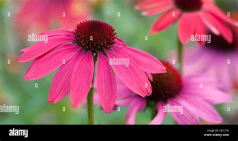 Echinacea Hybrida Cheyenne Spirit Coneflower Stock Photo Alamy