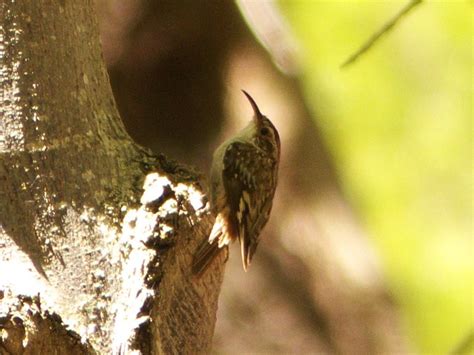 Brown Creeper Peterschneekloth Flickr