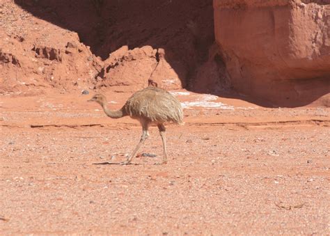 Biodiversidad Argentina Gob Ar